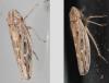 Arocephalus sp.